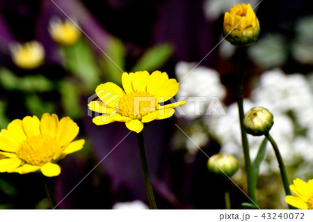 三鷹中原に咲く黄色いコレオステフス・ミコニス 43240072