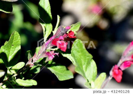三鷹中原に咲くサルビアミクロフィラ 三鷹中原に咲くサルビアミクロフィラ 43240126
