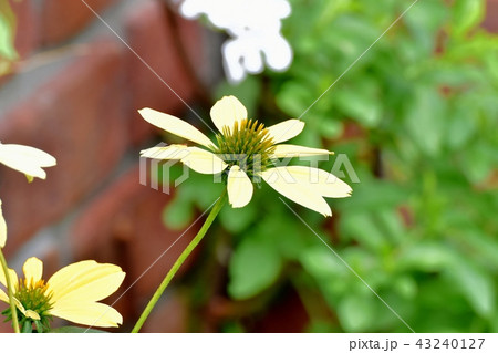 三鷹中原に咲くエキナセア-ハーベストムーン 三鷹中原に咲くエキナセア-ハーベストムーン 43240127