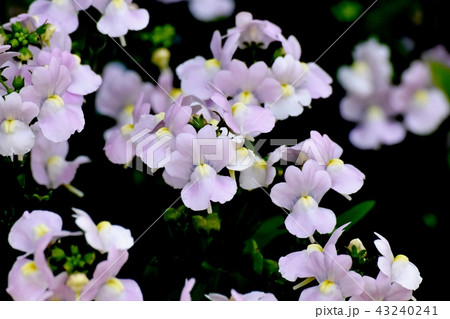 三鷹中原に咲く薄紫色のリナリア 43240241