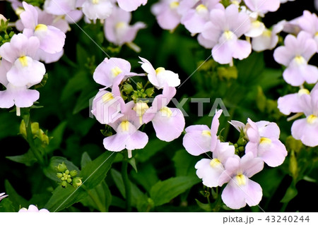 三鷹中原に咲く薄紫色のリナリア 43240244