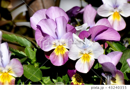 三鷹中原に咲く薄紫の複色ビオラ（パンジー） 43240355