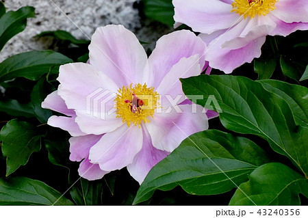 三鷹中原に咲くシャクヤク（ハイブリッドシャクヤク） 43240356