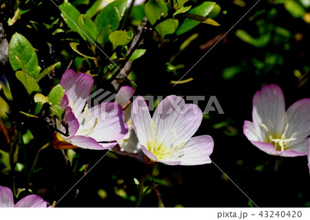 三鷹中原に咲くヒルザキツキミソウ 43240420