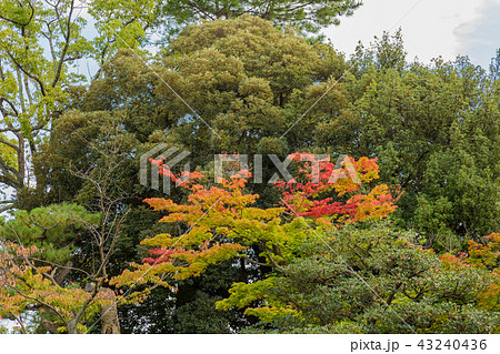 紅葉 紅葉 43240436