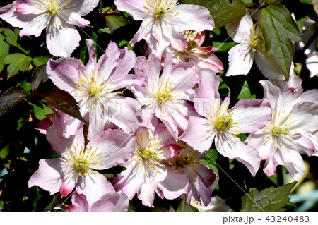 三鷹中原に咲くクレマチス 43240483