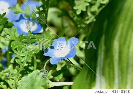 三鷹中原に咲くネモフィラ 43240508