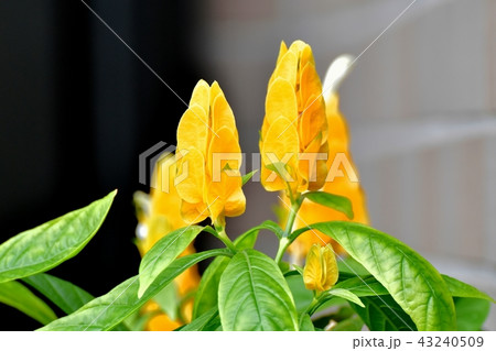 三鷹中原に咲くコエビソウ 三鷹中原に咲くコエビソウ 43240509