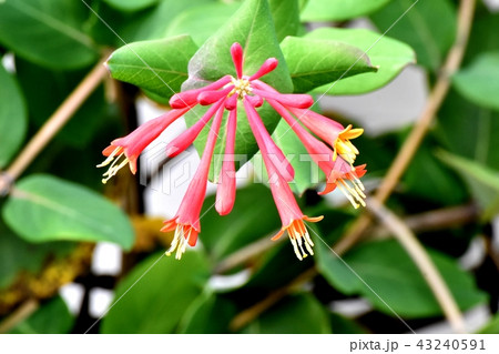 三鷹中原に咲くツキヌキニンドウ 43240591