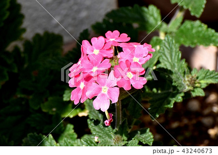三鷹中原に咲くピンクのバーベナ 43240673