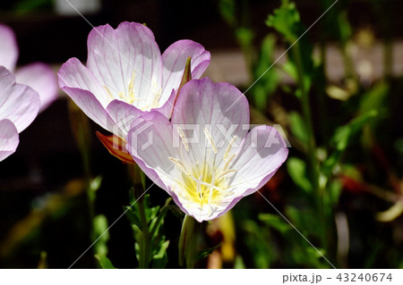 三鷹中原に咲くヒルザキツキミソウ 43240674