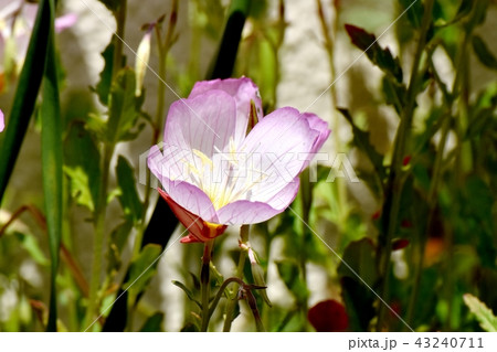 三鷹中原に咲くヒルザキツキミソウ 43240711