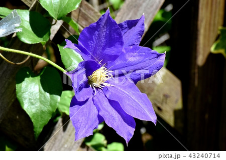 三鷹中原に咲くクレマチス 三鷹中原に咲くクレマチス 43240714
