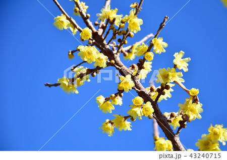 三鷹仙川公園に咲くロウバイ 43240715