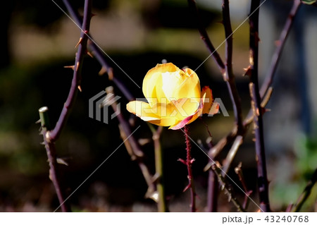 三鷹仙川公園に咲くアンネフランクのバラ 三鷹仙川公園に咲くアンネフランクのバラ 43240768
