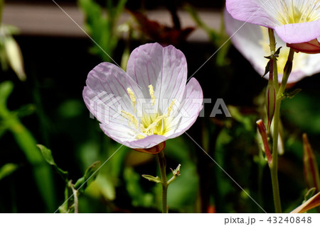 三鷹中原に咲くヒルザキツキミソウ 43240848