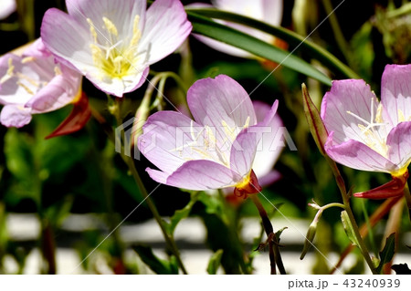 三鷹中原に咲くヒルザキツキミソウ 三鷹中原に咲くヒルザキツキミソウ 43240939