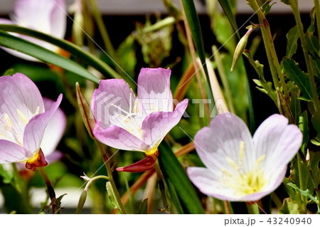 三鷹中原に咲くヒルザキツキミソウ 43240940