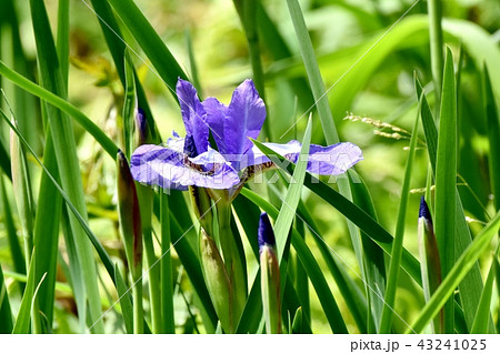 三鷹中原に咲く青紫色のアヤメ 三鷹中原に咲く青紫色のアヤメ 43241025
