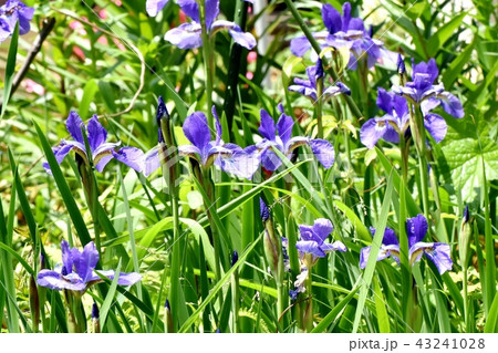三鷹中原に咲く青紫色のアヤメ 三鷹中原に咲く青紫色のアヤメ 43241028