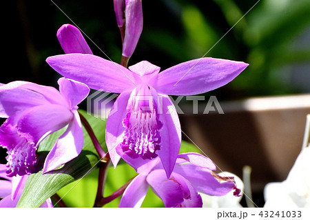 三鷹中原に咲くシラン（紫蘭） 43241033