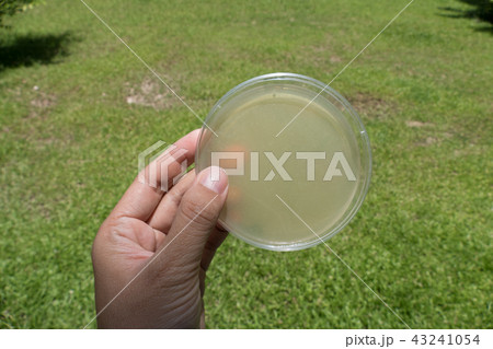 agar medium in petri dish for microbial plate count agar medium in petri dish for microbial plate count 43241054