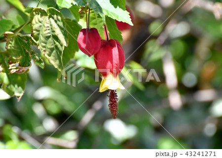 三鷹中原に咲くチロリアンランプ 43241271