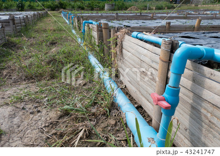 water system in fertile agricultural field for planting organic crop in farm land 43241747