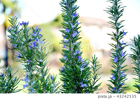三鷹中原に咲くローズマリー 43242535