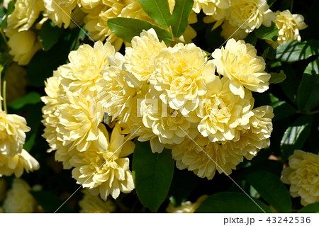 三鷹中原に咲く黄色いモッコウバラ 43242536