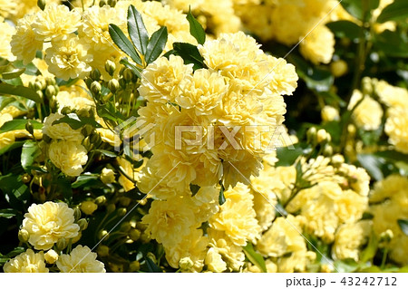 三鷹中原に咲く黄色いモッコウバラ 43242712