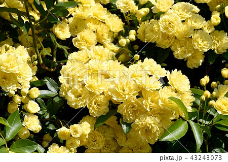 三鷹中原に咲く黄色いモッコウバラ 43243073