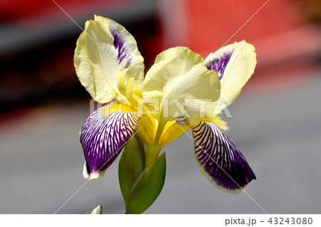 三鷹中原に咲く黄色と紫複色のアヤメ 43243080