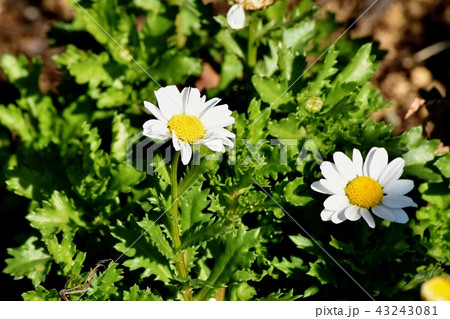 三鷹中原に咲くカンシロギク(スノーポール) 三鷹中原に咲くカンシロギク(スノーポール) 43243081
