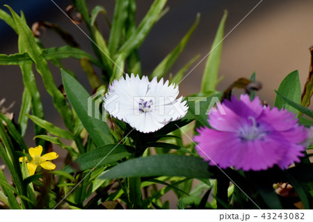 三鷹中原に咲く白いナデシコ 三鷹中原に咲く白いナデシコ 43243082