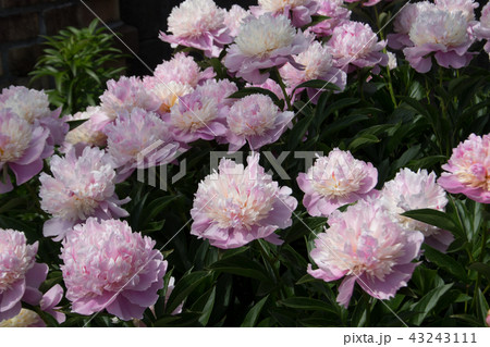 シャクヤク 43243111