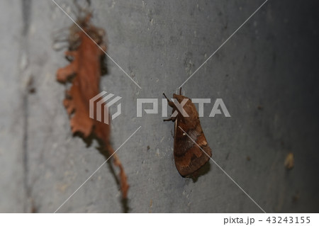 マツカレハ マツカレハ 43243155