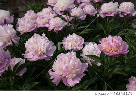 シャクヤク シャクヤク 43243179