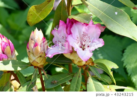三鷹中原に咲くシャクナゲ 43243215