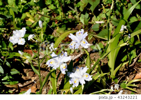 三鷹中原に咲くシャガ 三鷹中原に咲くシャガ 43243221