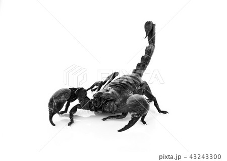 scorpion on white background scorpion on white background 43243300