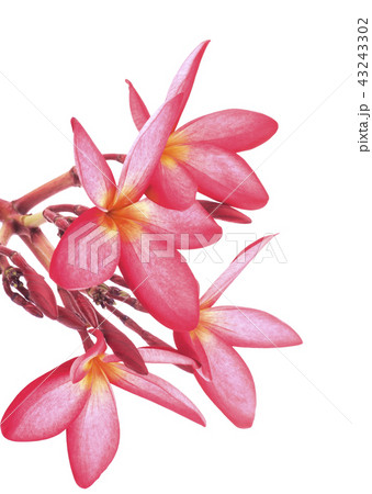 leelawadee flowers isolated on white background leelawadee flowers isolated on white background 43243302