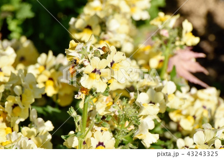 三鷹中原に咲く黄色いリナリア（ヒメキンギョソウ） 43243325