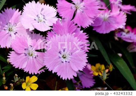 三鷹中原に咲くピンクのナデシコ 43243332
