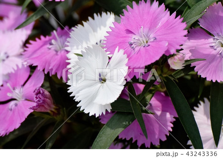 三鷹中原に咲く白とピンクのナデシコ 43243336