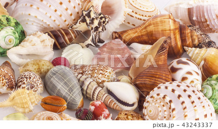 Sea shell isolated on background 43243337