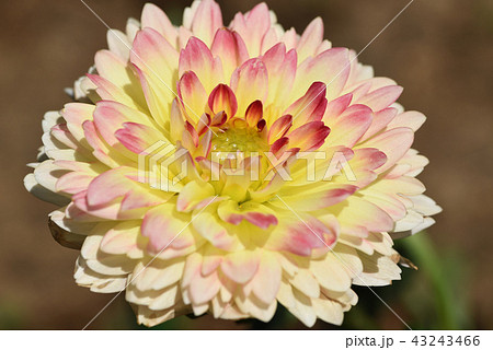 ダリア（春紅葉） 43243466
