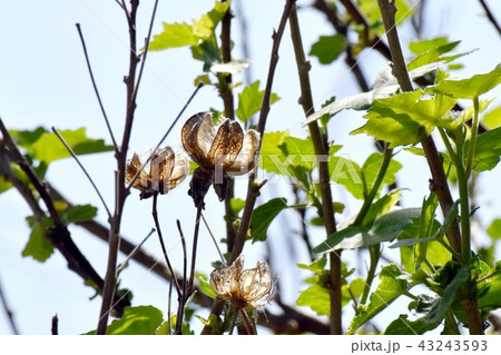 三鷹中原になるフヨウの種 三鷹中原になるフヨウの種 43243593
