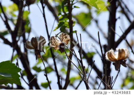 三鷹中原になるフヨウの種 43243683