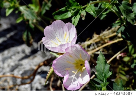 三鷹中原に咲くヒルザキツキミソウ 43243687